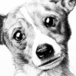 Pet Portrait Art Illustration